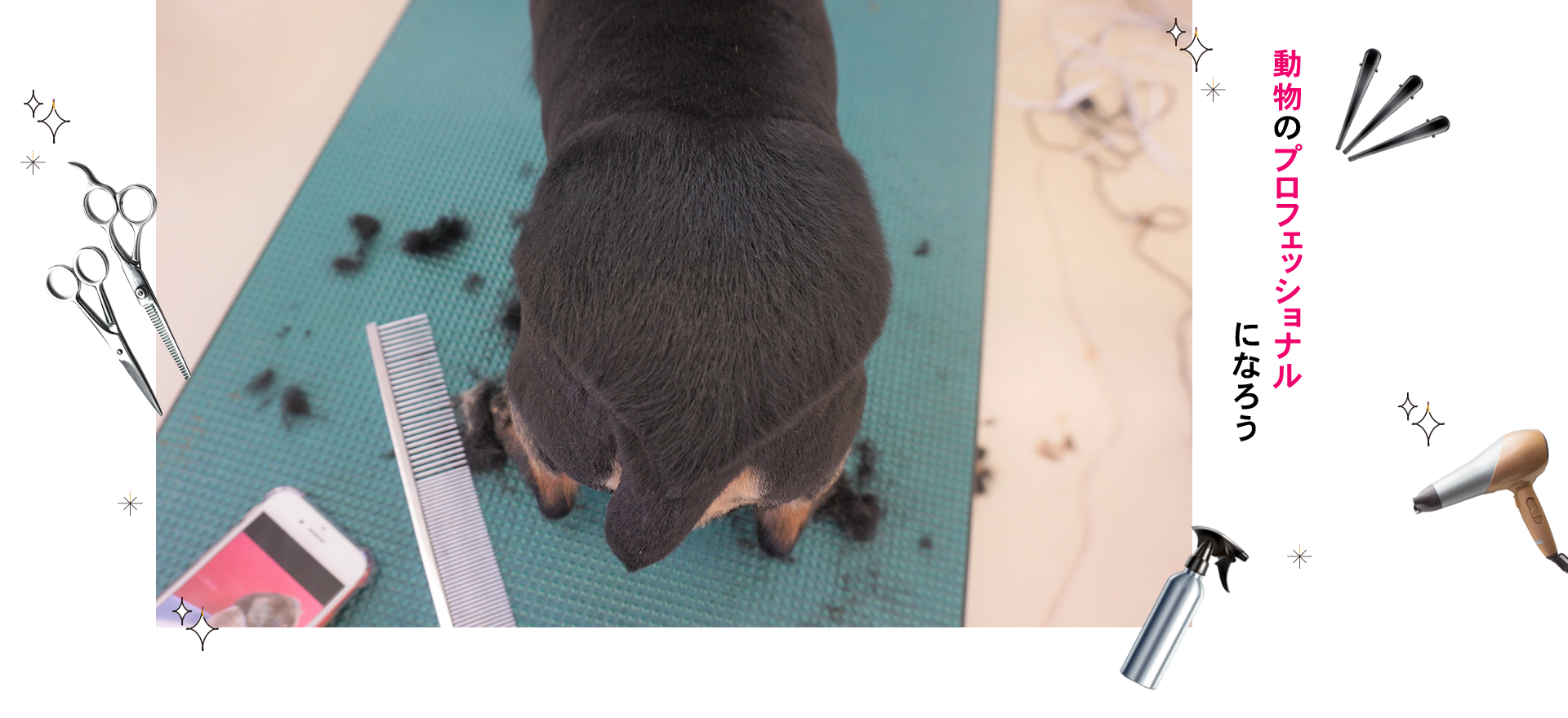 動物のプロフェッショナルになろう